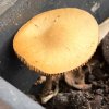 Agrocybe praecox